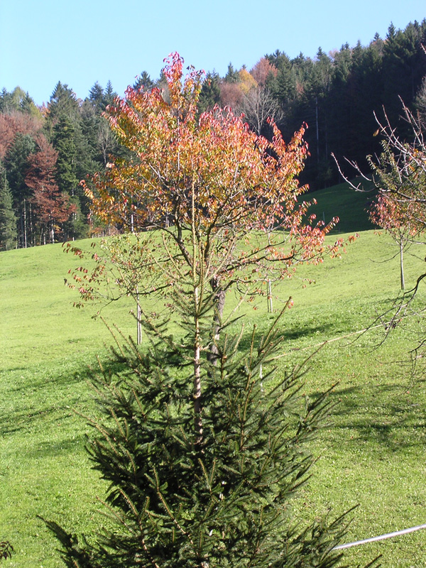 wald.jpg