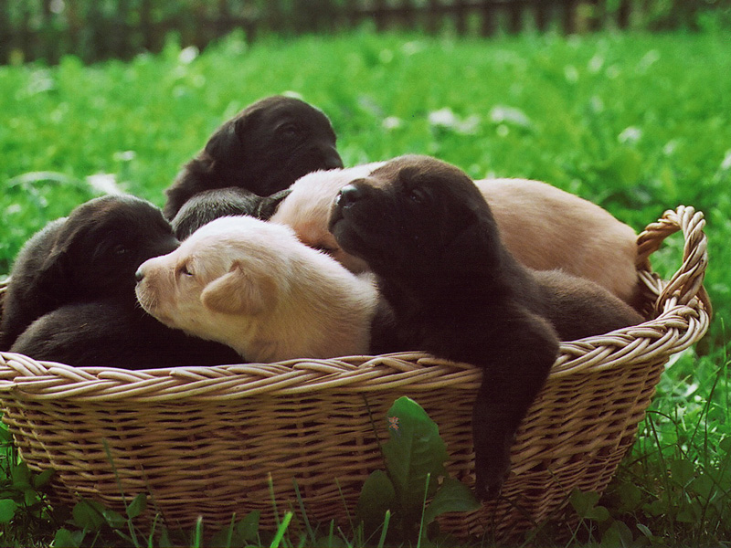 welpen.jpg