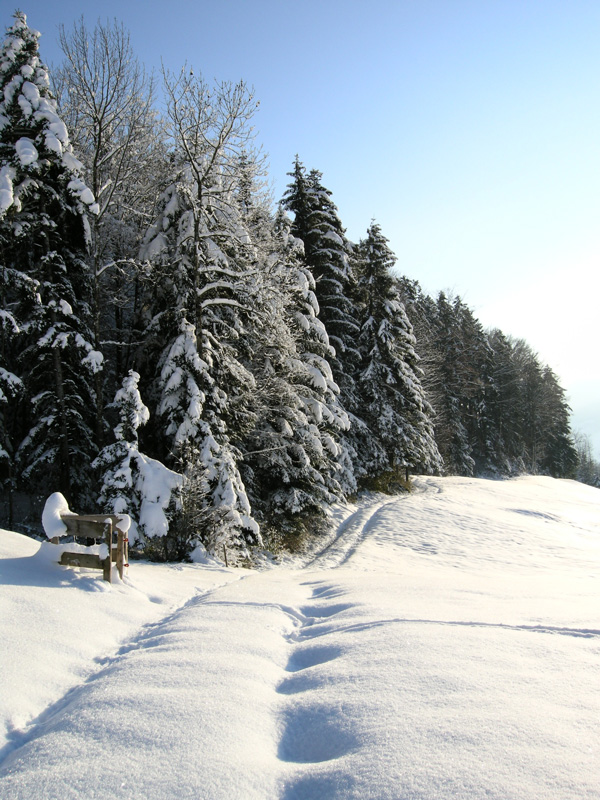 winterwald.jpg